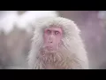 Jigokudani - Wild Monkey Park