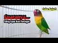Lagu Lovebird Gacor Ngekek Panjang PALING CEPAT BUAT PANCINGAN, Sekali Dengar  Langsung NYAUT