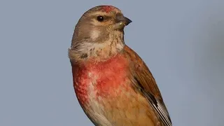 صوت التفاحي للصيد نصف ساعة 