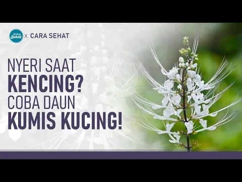 Daun Kumis Kucing Bisa Meredakan Nyeri Saat Kencing