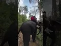 Sotti Oi dekho hati đ#funny #elephant #shorts #ytshorts