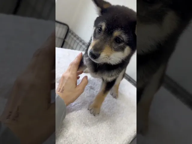動画