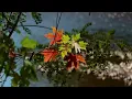فيروز الصباح أجمل أغاني فيروز تسعد قلبك فيروزيات الصباح  #فيروزيات #قهوة #قهوة_الصباح #فيروز_الصباح