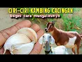 Download Lagu TERNYATA BANYAK YANG BELUM TAU!! CIRI-CIRI KAMBING CACINGAN, BEGINI CARA MENGATASINYA