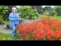 How To Deadhead Alstroemeria Peruvian Lily