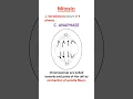 Mitosis - division