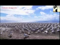 Download Lagu Mansour Al Salimi- Surah As-Sajda (32)