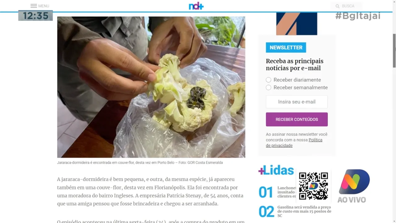 Cobra é encontrada dentro de couve-flor por moradora de Porto Belo após chegar em casa