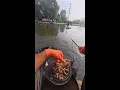 Catch a giant common carp