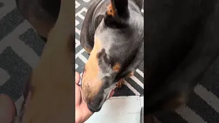 #food #dream #pets #doberman #fyp
