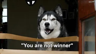 My Husky Used is "hand" To Dismantle My Work!