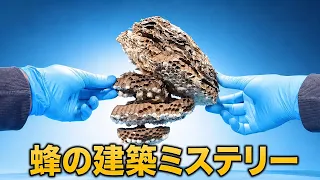 スズメバチの空き巣を解剖したら、クモを詰め込む侵入者がいた 🐝