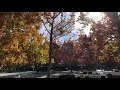Fall Color in the KRV