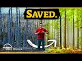 Download Lagu We rebuilt a forest from zero - this is how