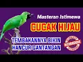 Lagu PANCINGAN CUCAK IJO CEPAT JAMTROK dan GACOR