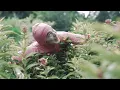 PINK GUY - STFU