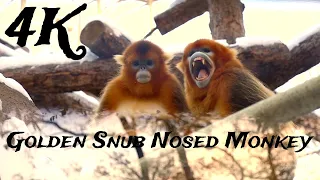 golden snub nosed monkey 4k hidden kingdoms of china