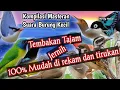 Download Lagu Full 1 Jam Masteran Burung KECIL || Suara Tajam tembakan Rapat || Cocok untuk semua jenis Burung