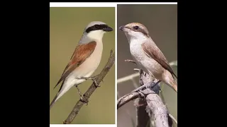 صوت الصرد  ذكر انثي                     دندنها