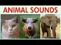 Download Lagu ANIMAL SOUNDS COMPILATION for Preschoolers, Kindergarten - Kids Learning Videos