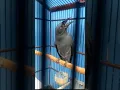 Srigunting Abu abu isian Tengkek Buto cililin kenari #sirigunting #birds
