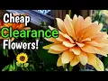 Lowes Outdoor Clearance Plants For Flowers -Repotting Outdoor Clearance Flowers