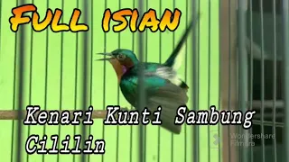 Download Kolibri wulung gacor full isian tembakan kenari kunti sambung cillilin !! bagus buat masteran MP3