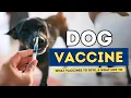 Dr Andrew Jones explains WHAT Dog Vaccines to GIVE and what NOT to