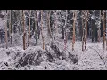 Snowy Trees Background No Sound 4K U Relaxing Gentle Calming Snowy Winter Forest