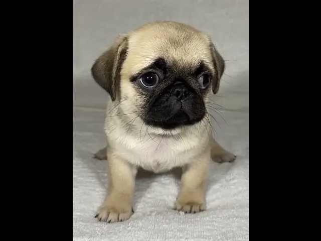 動画
