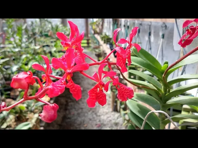 COMO CULTIVAR ORQUÍDEAS 4