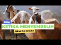 Lagu Niat Doa Menyembelih Hewan Biasa Sesuai Syariat | ternak * unggas * kambing