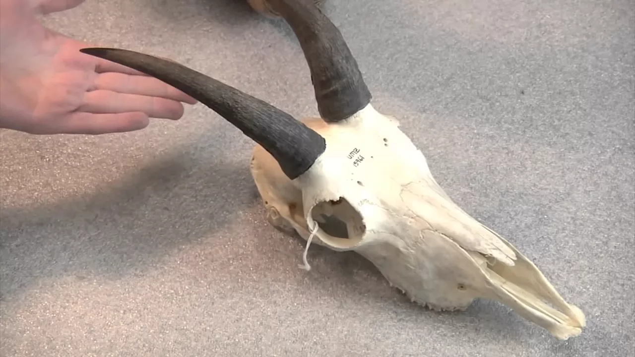 Horns vs. Antlers