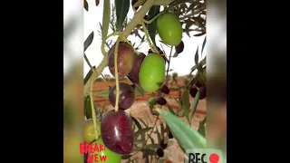 شعبية واعرة غيطة           دندنها