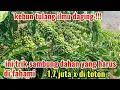 Lagu cara melakukan sambung dahan kopi yang tepat ala bang kopi expres supaya banyak yang berhasil