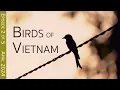 Lagu Southern Vietnam Birding Adventure:  Cat Tien National Park | EPISODE 2 of 5