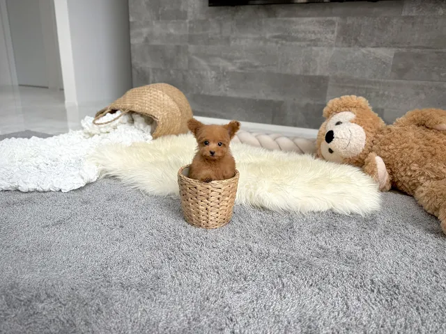 動画