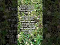 Download Lagu pahala besar jika muncul di berandamu#dzikir pagi pembuka pintu rizki#