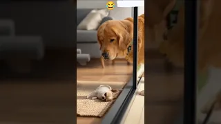 The Dog Died Of Fright الكلب مات خوف Funny كوميديات Cat متابعه 