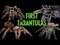 Download Lagu TOP 5 BEST 1st Tarantulas! Easiest Pet Tarantula EVER!