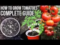 Download Lagu How to Grow Tomatoes from Seed to Harvest | COMPLETE GUIDE