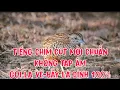 Download Lagu Tiếng Chim Cút Mồi Chuẩn Không Tạp Âm / Gọi là về- Bẫy là dính 100%