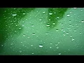 2 HOURS Peaceful Rain Sounds Soothing Music for Relaxation Blissful Tones