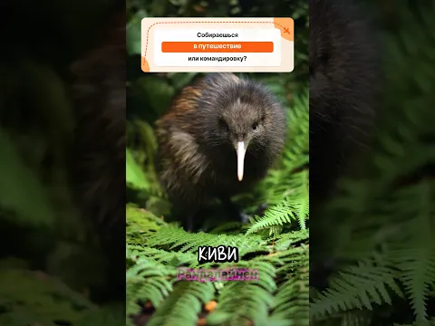 Птица киви это вообще что за прикол 🥝