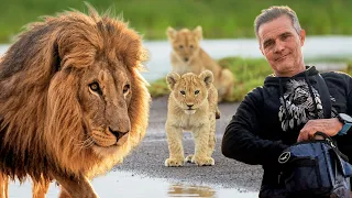 Can We Save LIONS Across the World?  | The Lion Whisperer