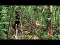 Download Lagu Mikat di hutan ini ternyata masih banyak burung\