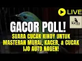 Download Lagu [LIVE] GACOR POLL! Suara Cucak Kinoy untuk Masteran Murai, Kacer, \u0026 Cucak Ijo Auto Nagen!