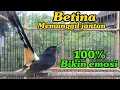 Download Lagu Murai betina Memanggil jantan 100% Bikin emosi