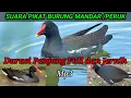 Download Lagu SUARA PIKAT MANDAR/PERUK || DURASI PANJANG \u0026 JERNIH #suaraburung #pikatburung #burung #mandar#peruk