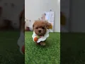 Lagu 😘😘😘 #run #cute #funnybaby #pets #funnyclips #baby #funny #funnyvideos